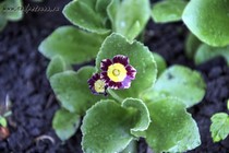 Примула Ушковая 4-20 (Primula Auricula)