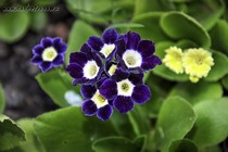 Примула Ушковая 4-21 (Primula Auricula)