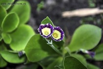 Примула Ушковая 4-22 (Primula Auricula)
