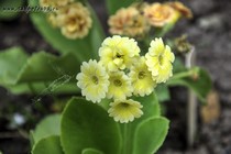 Примула Ушковая 4-23 (Primula Auricula)