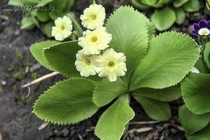 Примула Ушковая 4-24 (Primula Auricula)