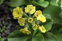 Примула Ушковая 4-25 (Primula Auricula)