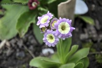 Примула Ушковая 4-26 (Primula Auricula)
