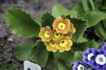 Примула Ушковая 4-27 (Primula Auricula)