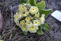 Примула Ушковая 4-28 (Primula Auricula)