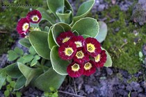 Примула Ушковая 4-29 (Primula Auricula)