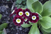 Примула Ушковая 4-3 (Primula Auricula)