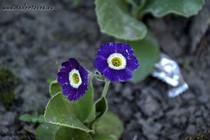 Примула Ушковая 4-30 (Primula Auricula)