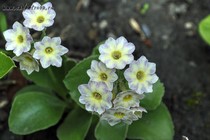 Примула Ушковая 4-31 (Primula Auricula)