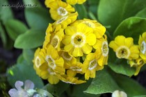 Примула Ушковая 4-32 (Primula Auricula)