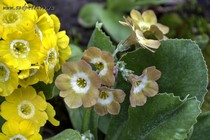 Примула Ушковая 4-33 (Primula Auricula)