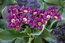 Примула Ушковая 4-34 (Primula Auricula)