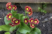 Примула Ушковая 4-35 (Primula Auricula)