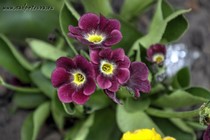 Примула Ушковая 4-36 (Primula Auricula)