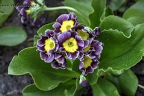 Примула Ушковая 4-37 (Primula Auricula)