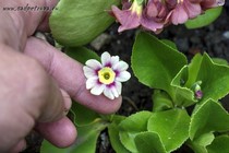 Примула Ушковая 4-38 (Primula Auricula)