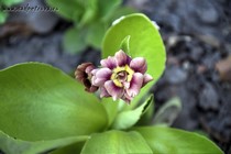 Примула Ушковая 4-39 (Primula Auricula)