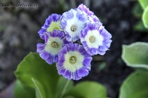Примула Ушковая 4-1 (Primula Auricula)
