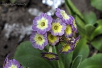 Примула Ушковая 4-40 (Primula Auricula)