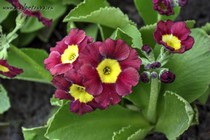 Примула Ушковая 4-41 (Primula Auricula)
