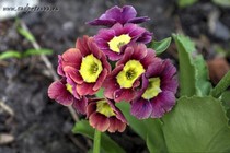 Примула Ушковая 4-42 (Primula Auricula)
