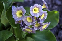 Примула Ушковая 4-43 (Primula Auricula)