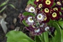 Примула Ушковая 4-44 (Primula Auricula)