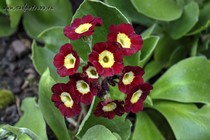 Примула Ушковая 4-45 (Primula Auricula)