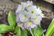 Примула Ушковая 4-46 (Primula Auricula)
