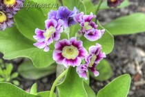 Примула Ушковая 4-47 (Primula Auricula)