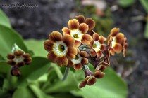 Примула Ушковая 4-48 (Primula Auricula)
