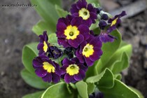 Примула Ушковая 4-49 (Primula Auricula)