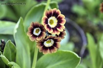 Примула Ушковая 4-5 (Primula Auricula)