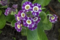 Примула Ушковая 4-50 (Primula Auricula)