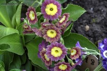 Примула Ушковая 4-51 (Primula Auricula)