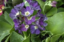 Примула Ушковая 4-52 (Primula Auricula)