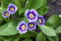 Примула Ушковая 4-53 (Primula Auricula)