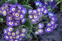 Примула Ушковая 4-54 (Primula Auricula)