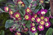 Примула Ушковая 4-55 (Primula Auricula)