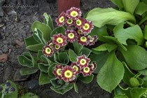 Примула Ушковая 4-56 (Primula Auricula)