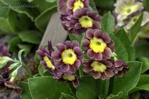 Примула Ушковая 4-57 (Primula Auricula)