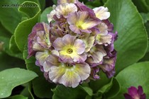 Примула Ушковая 4-58 (Primula Auricula)