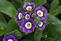 Примула Ушковая 4-59 (Primula Auricula)