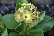 Примула Ушковая 4-6 (Primula Auricula)