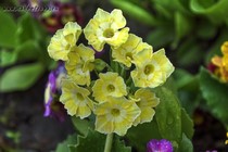 Примула Ушковая 4-60 (Primula Auricula)
