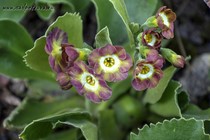 Примула Ушковая 4-61 (Primula Auricula)