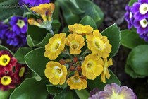 Примула Ушковая 4-62 (Primula Auricula)