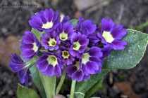 Примула Ушковая 4-63 (Primula Auricula)