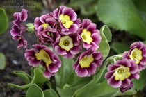 Примула Ушковая 4-64 (Primula Auricula)