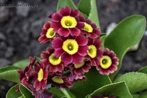 Примула Ушковая 4-65 (Primula Auricula)
